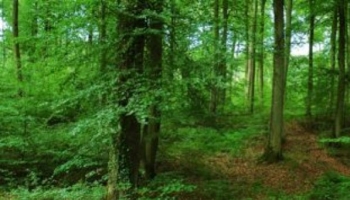 La forêt est fragile, pensez à l’assurer !