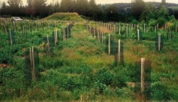 Installation des plantations : le maître mot, c'est prévoir!