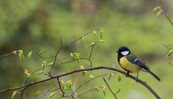 Les oiseaux insectivores prédateurs de la chenille processionnaire !