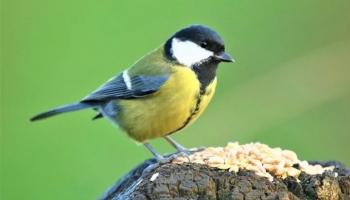 Vous aimez la nature, protégez les oiseaux !