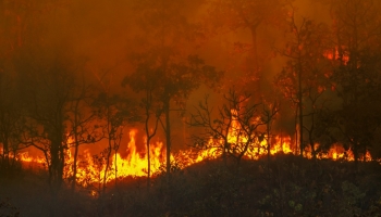 Le débroussaillement : un rôle fondamental pour la prévention des incendies}