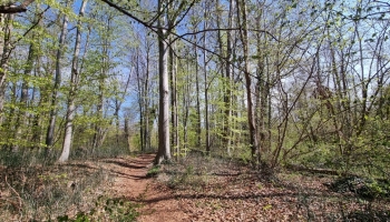 Dendrométrie : la science des mesures des arbres et des peuplements forestiers