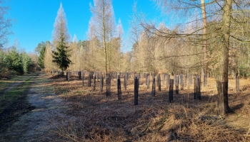 Planter pour assurer le renouvellement des forêts 