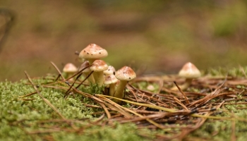 La biodiversité en forêt ou quand le forestier est acteur de sa préservation