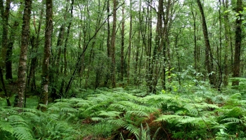 Découvrez le bilan des plantations 2022.}