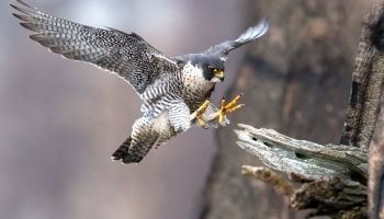 Découvrez les oiseaux que vous pouvez rencontrer lors d'une promenade en forêt}