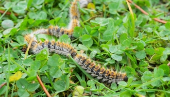 Découvrez tout sur la chenille processionnaire du pin