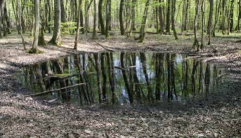 Décrire les mares et mardelles forestières : une grande étude démarre sur le Grand Est !}